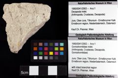 Foto (Objket + Etiketten) von Goniodromitidae indet. 